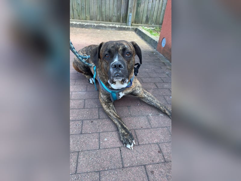 Boxermischling Benny