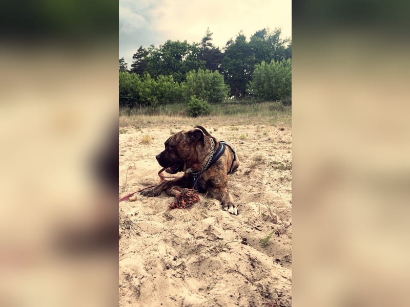 Boxermischling Benny