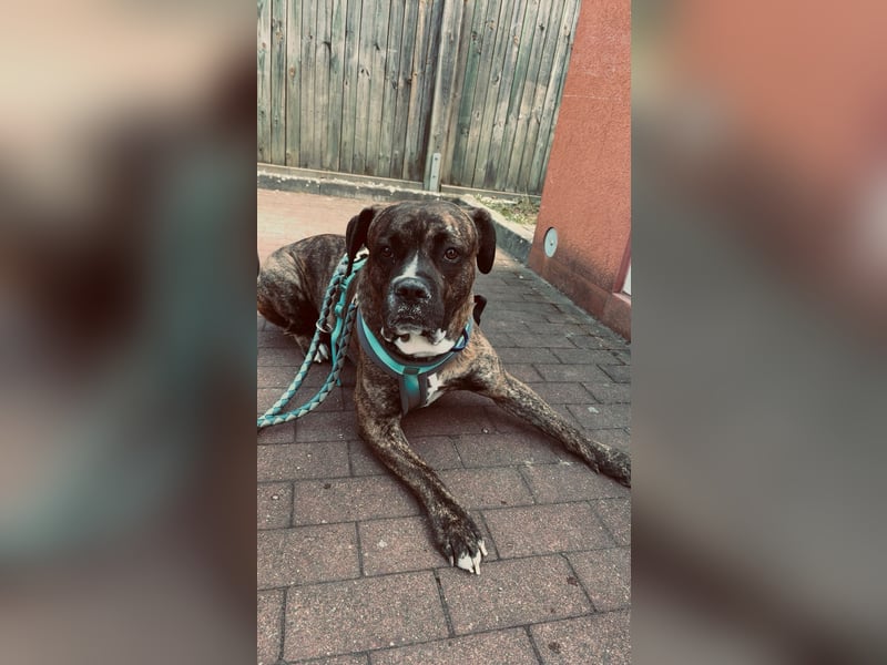 Boxermischling Benny