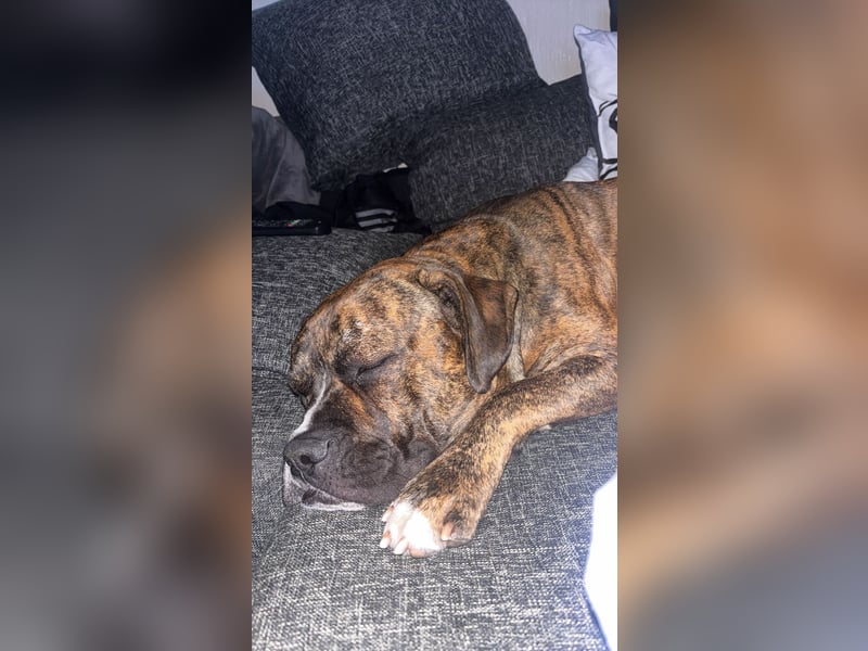 Boxermischling Benny