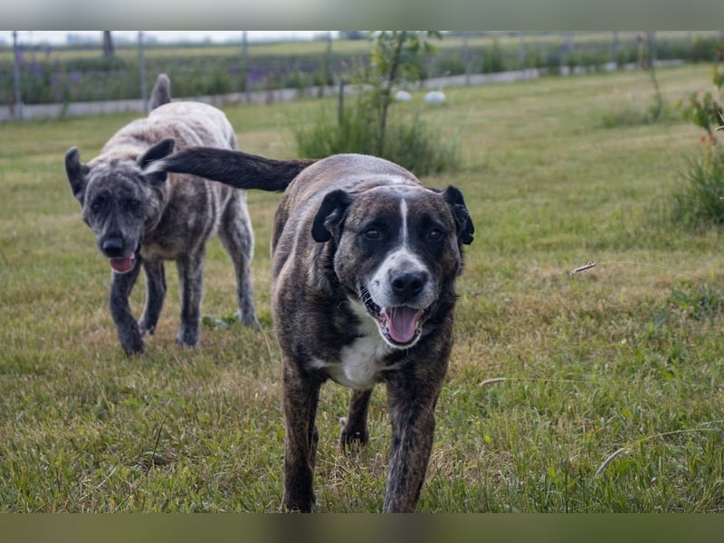 Max, freundlicher Boxer Mischling, geb. 2020
