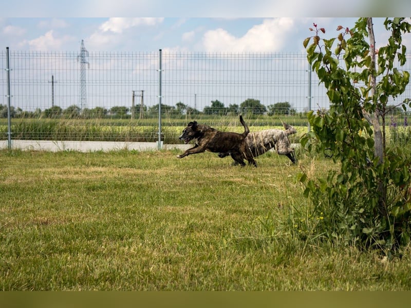 Max, freundlicher Boxer Mischling, geb. 2020