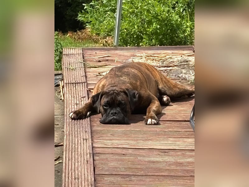 Deutscher Boxer