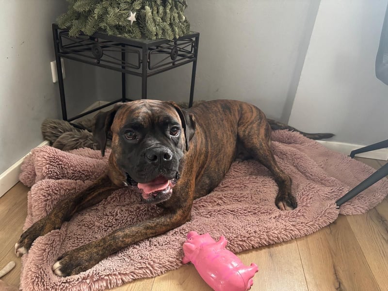 Deutscher Boxer