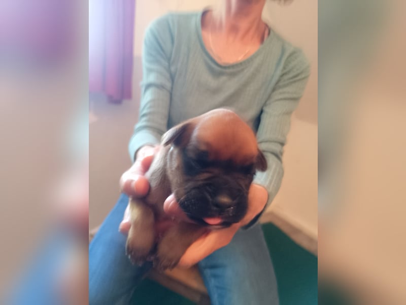 Boxerwelpen reinrassig.