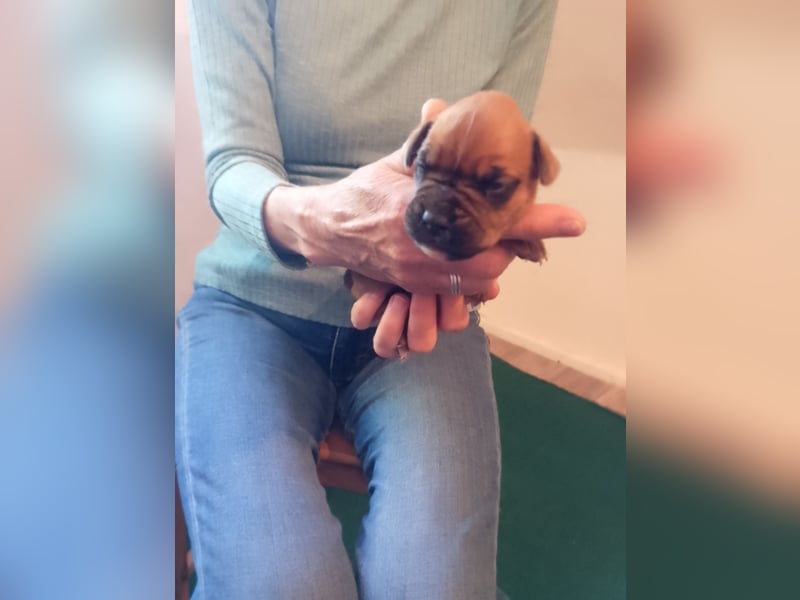 Boxerwelpen reinrassig.