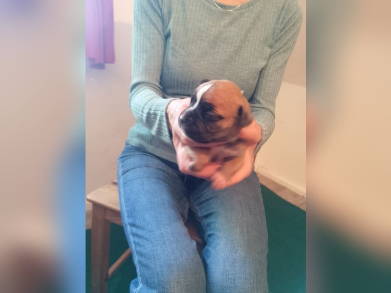 Boxerwelpen reinrassig.
