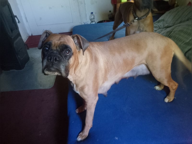 Boxerwelpen reinrassig.