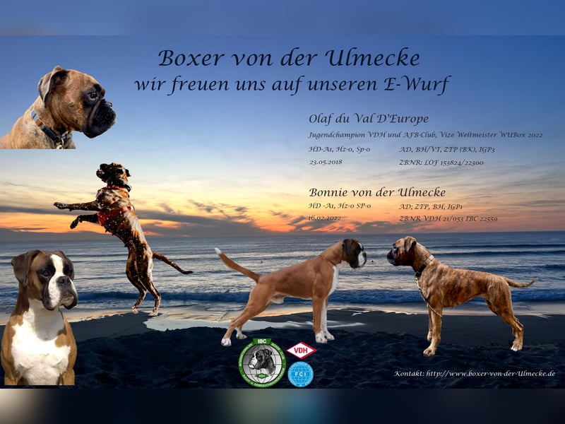 Boxerwelpen - Wurf vom 22.05.2025 - 2 Rüden & 1 Hündin verfügbar
