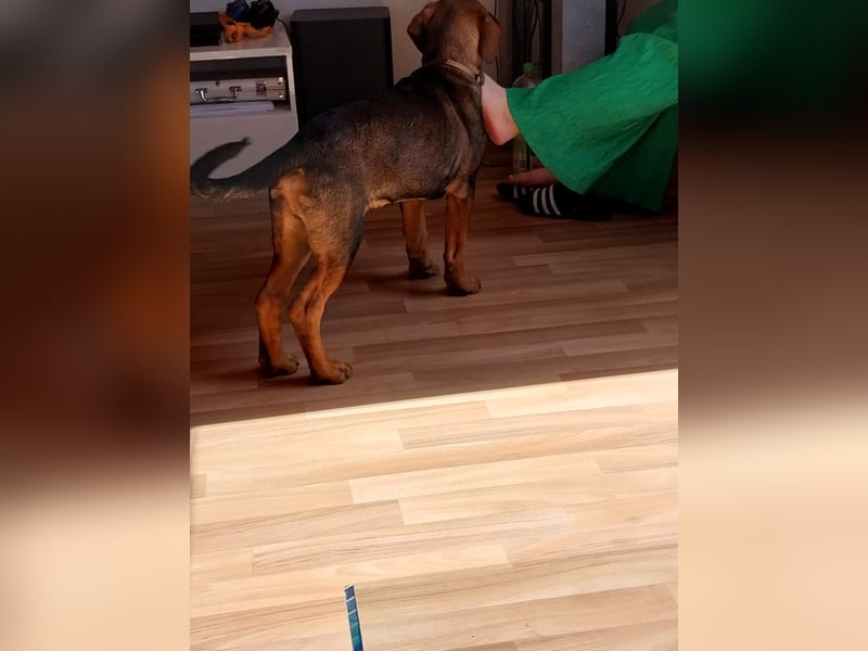 Hundewelpe 5 Monate Mischling