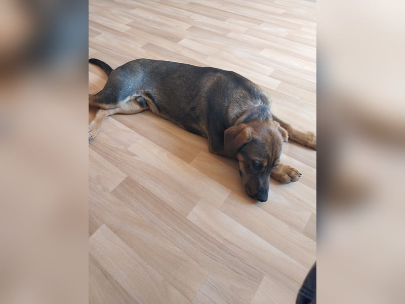 Hundewelpe 5 Monate Mischling