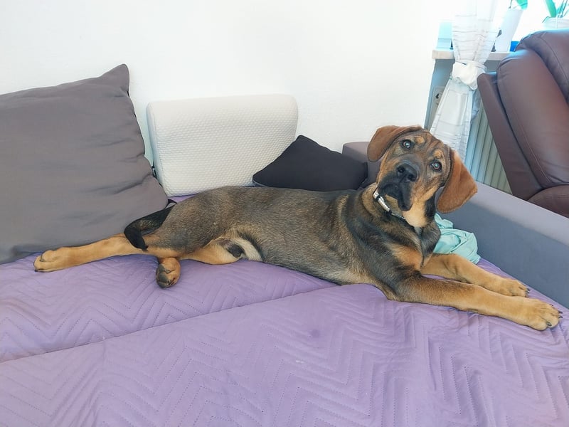 Hundewelpe 5 Monate Mischling