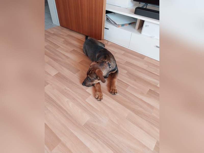 Hundewelpe 5 Monate Mischling