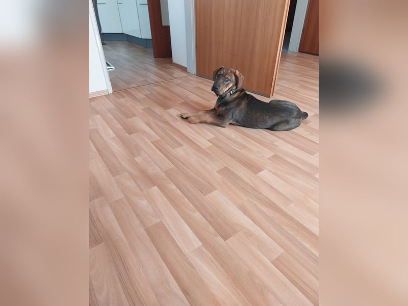 Hundewelpe 5 Monate Mischling