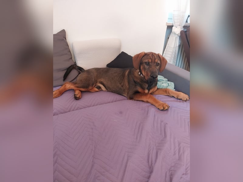 Hundewelpe 5 Monate Mischling