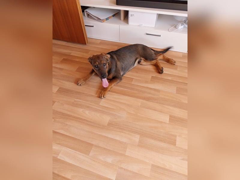 Hundewelpe 5 Monate Mischling