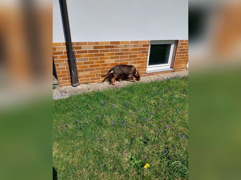 Hundewelpe 5 Monate Mischling
