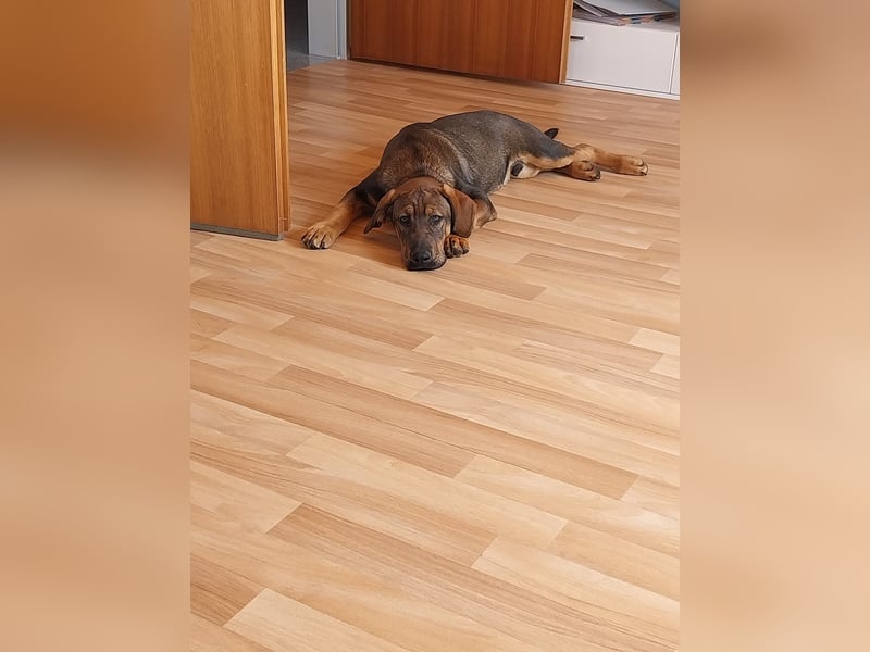 Hundewelpe 5 Monate Mischling