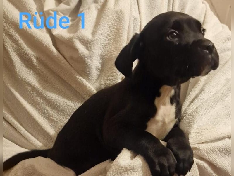 Boxer Mischlings Welpen