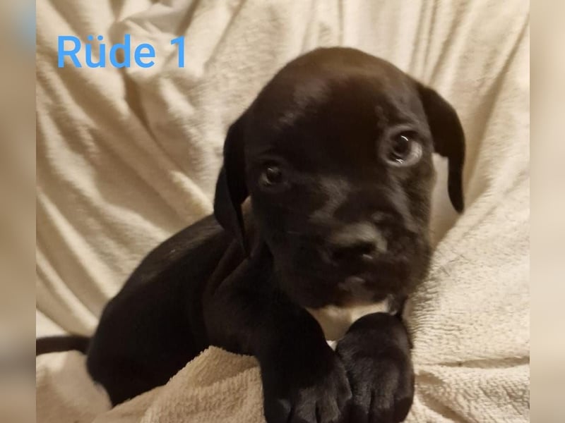 Boxer Mischlings Welpen