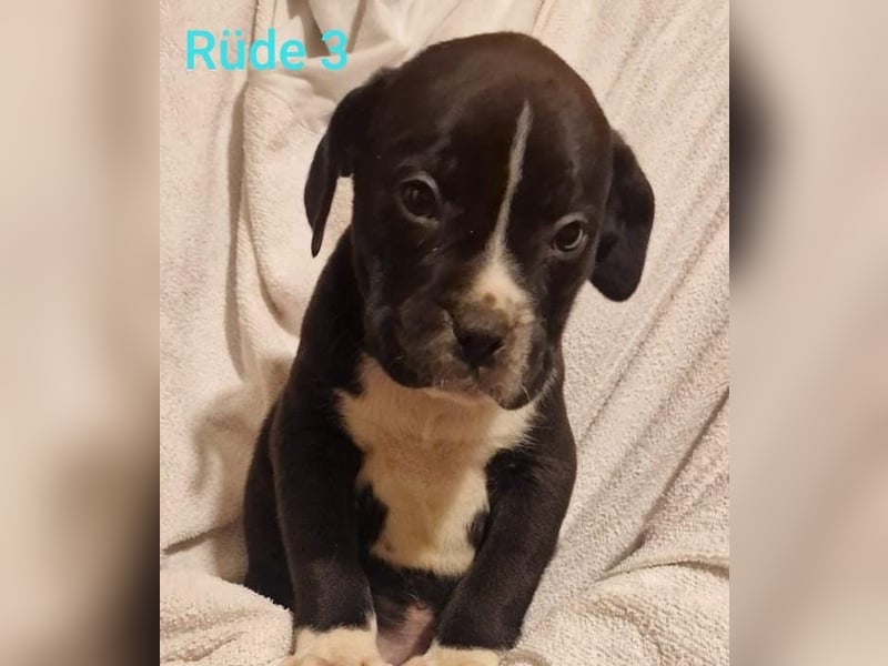 Boxer Mischlings Welpen
