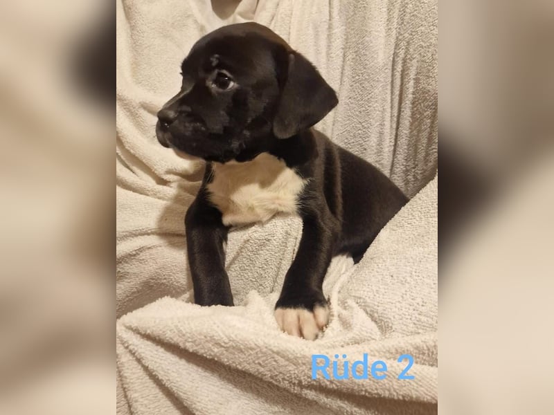Boxer Mischlings Welpen