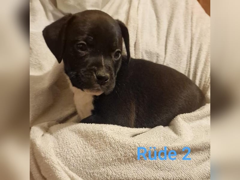 Boxer Mischlings Welpen
