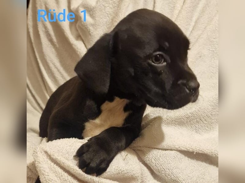 Boxer Mischlings Welpen