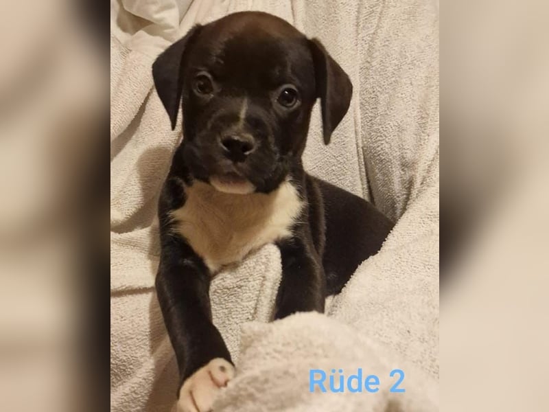 Boxer Mischlings Welpen