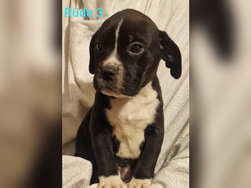 Boxer Mischlings Welpen