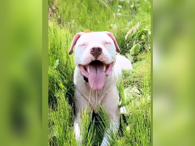 Liebevoller Familienhund sucht ein neues Zuhause