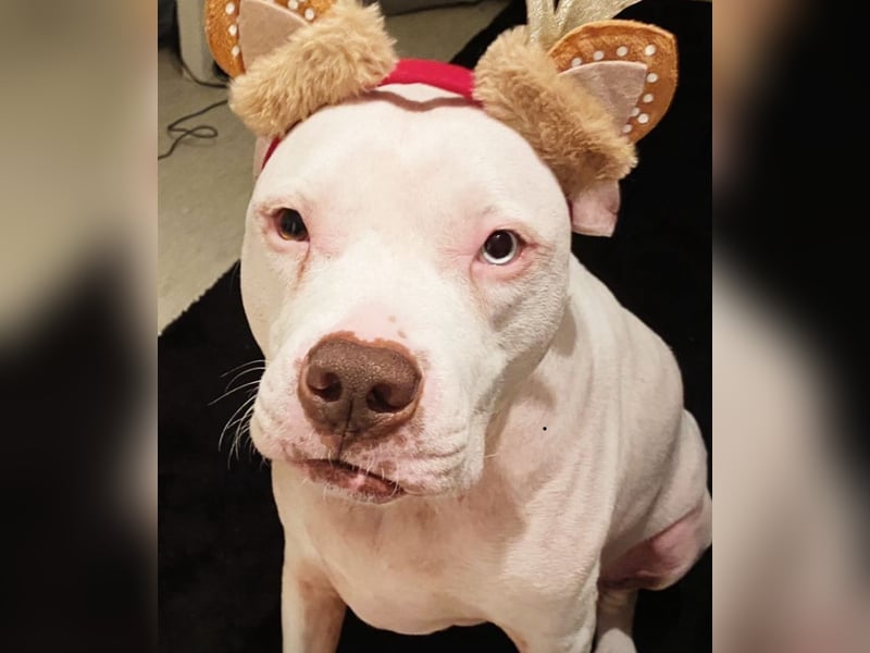 Liebevoller Familienhund sucht ein neues Zuhause