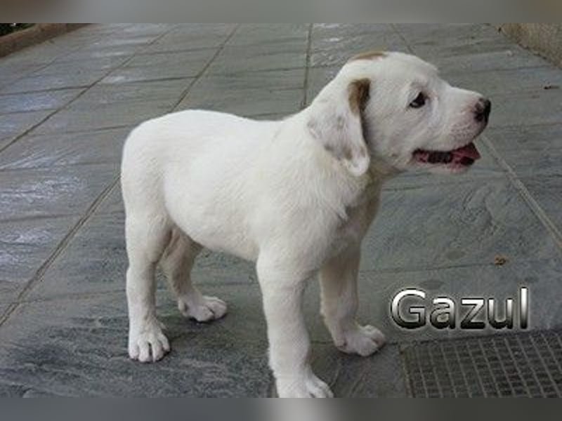 Gazul 06/2019 (ESP) - charismatischer und sozialer Boxer-Herdenschutz Mix!