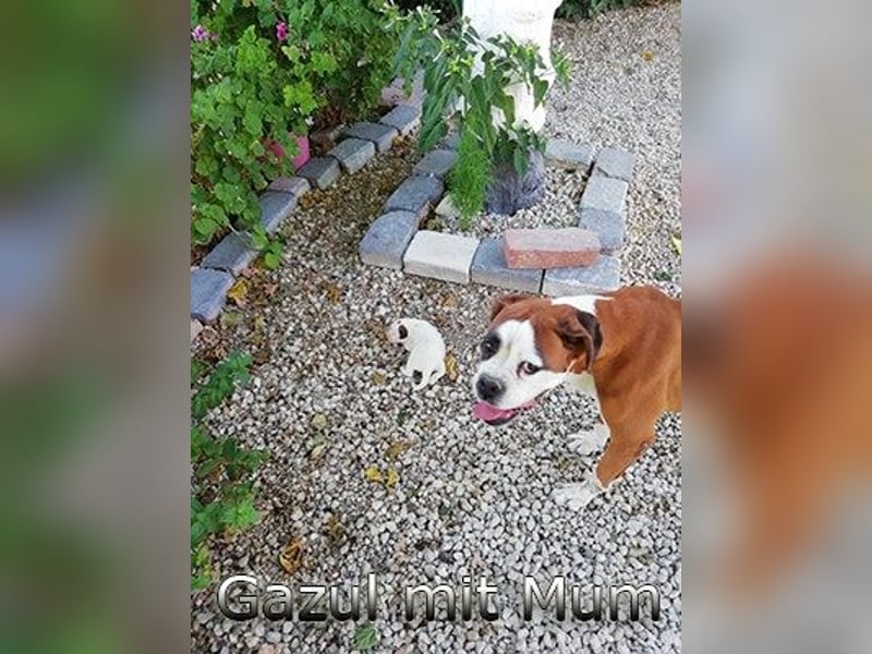 Gazul 06/2019 (ESP) - charismatischer und sozialer Boxer-Herdenschutz Mix!
