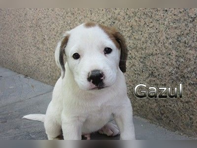 Gazul 06/2019 (ESP) - charismatischer und sozialer Boxer-Herdenschutz Mix!