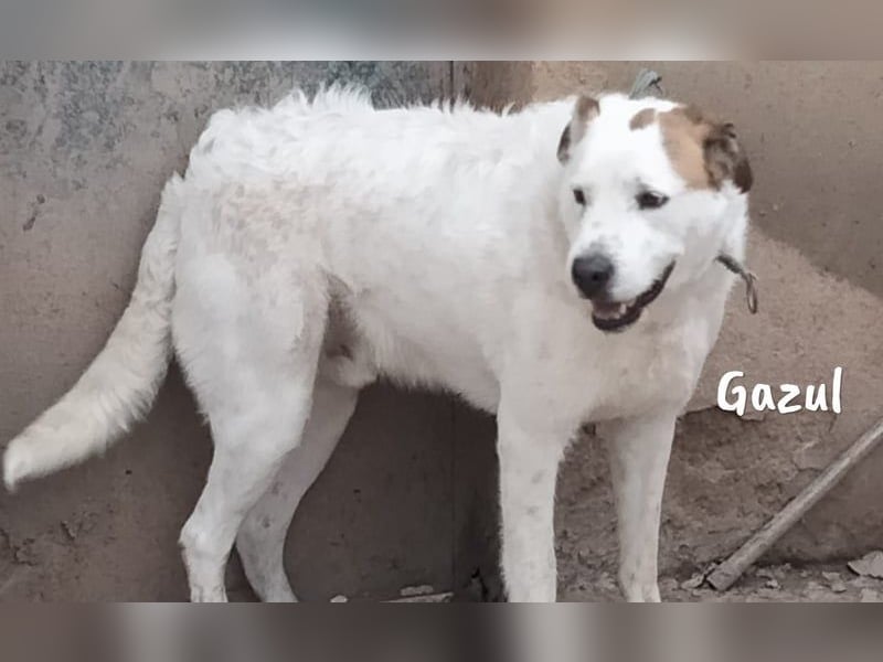 Gazul 06/2019 (ESP) - charismatischer und sozialer Boxer-Herdenschutz Mix!