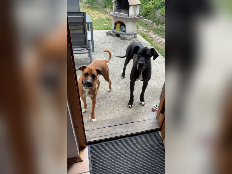 NOTFALL – Percy sucht DRINGEND einen Platz bis Mitte Dezember