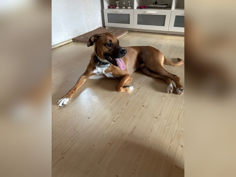 Percy sensibler Boxer Mischlingsrüde