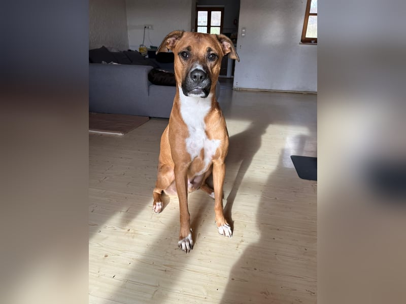 Percy sensibler Boxer Mischlingsrüde