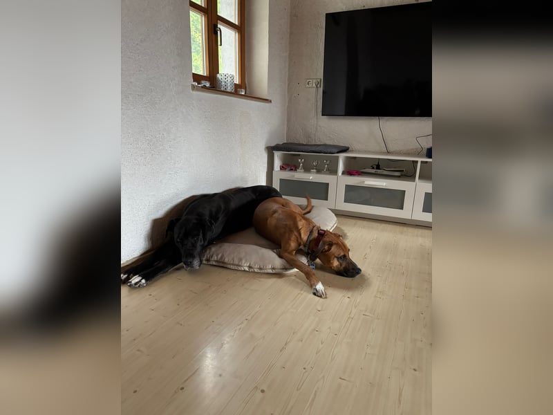 Percy sensibler Boxer Mischlingsrüde