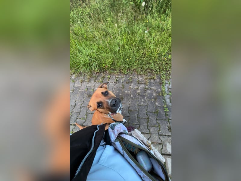 NOTFALL – Percy sucht DRINGEND einen Platz bis Mitte Dezember