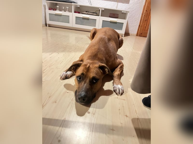 Percy sensibler Boxer Mischlingsrüde