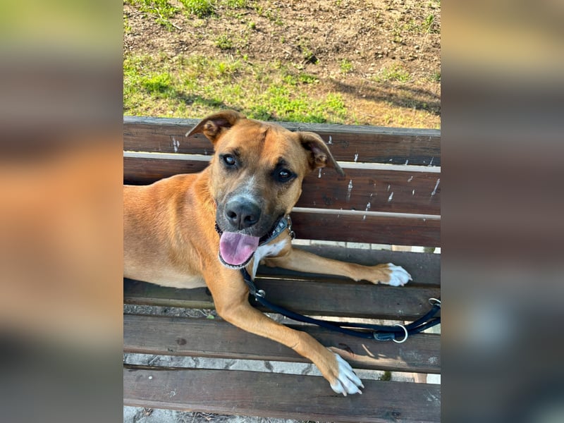 NOTFALL – Percy sucht DRINGEND einen Platz bis Mitte Dezember