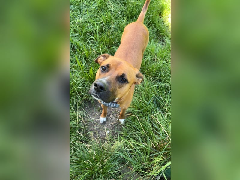 NOTFALL – Percy sucht DRINGEND einen Platz bis Mitte Dezember