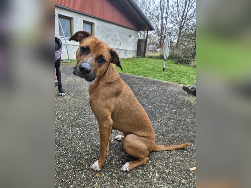 NOTFALL – Percy sucht DRINGEND einen Platz bis Mitte Dezember