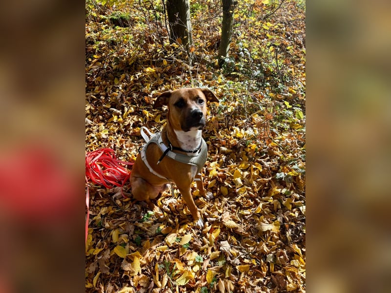 Percy sensibler Boxer Mischlingsrüde