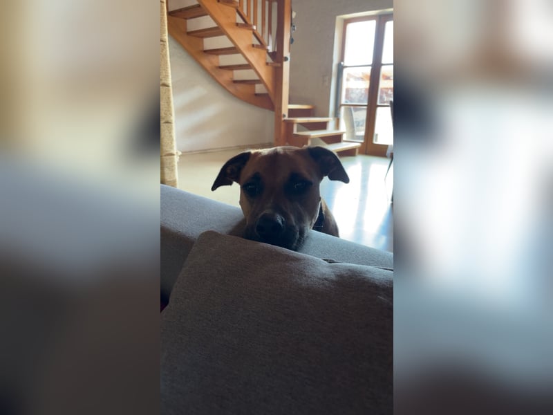 Percy sensibler Boxer Mischlingsrüde