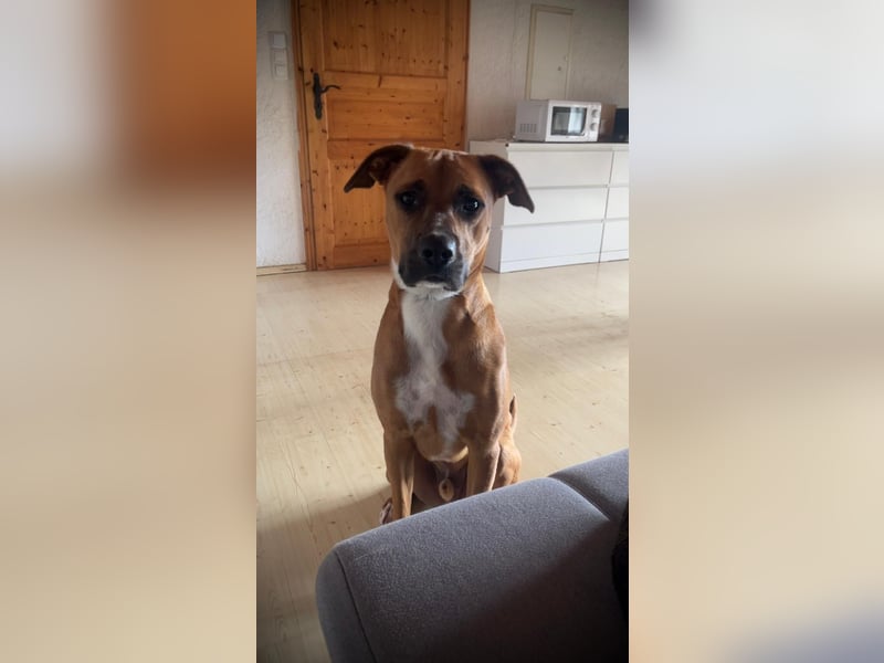 Percy sensibler Boxer Mischlingsrüde