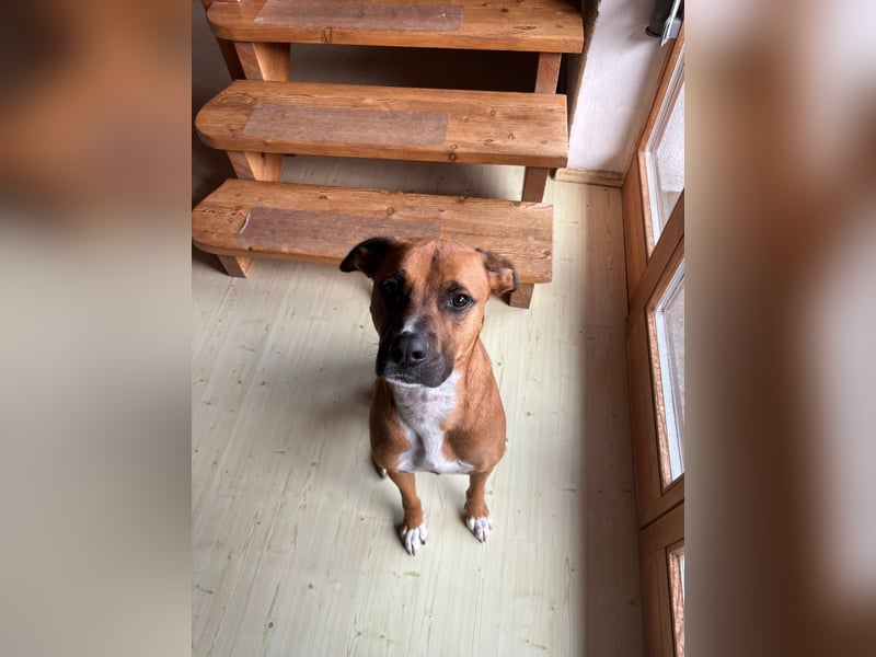 NOTFALL – Percy sucht DRINGEND einen Platz bis Mitte Dezember