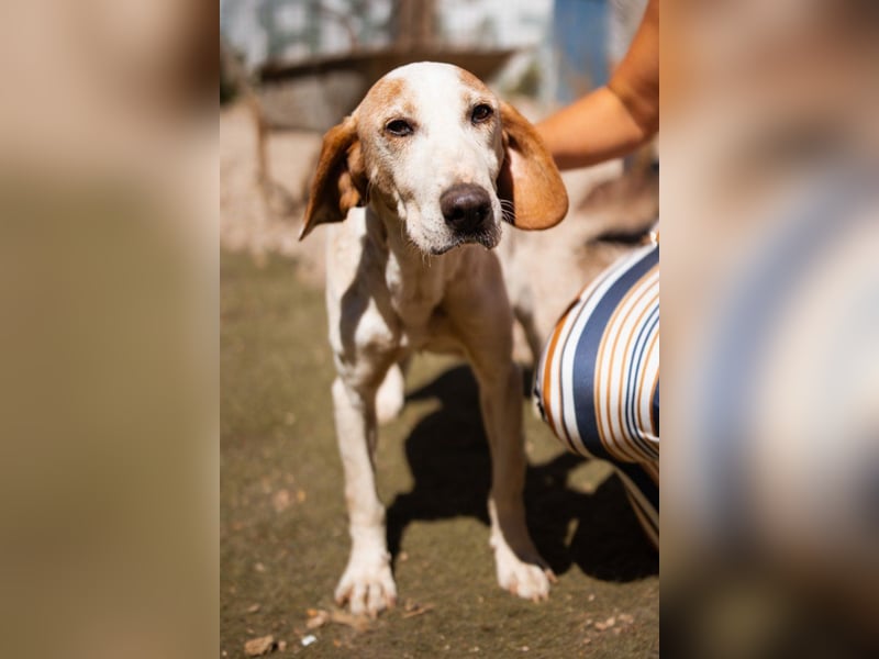 Bracken-Mix-Bub  Ivica  -  auch kinder- und katzenfreundlich